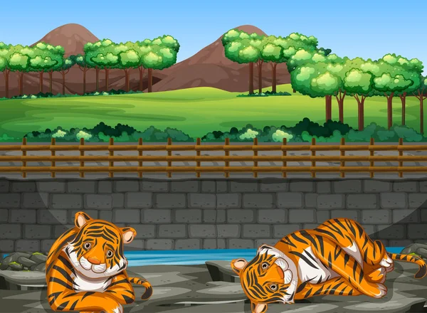 Сцена с двумя тиграми в зоопарке — стоковый вектор
