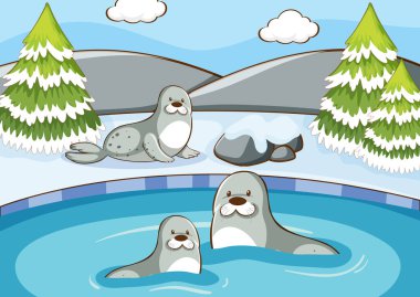 Gölde fok balığı sahnesi