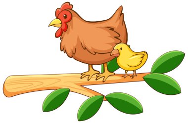 Beyaz arka planda piliç ve piliç