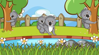Parkta Koala ile Sahne