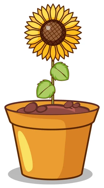 Sunflower in clay pot — Stock Vector