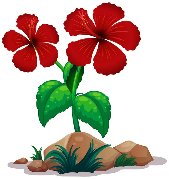 Röd hibicus blommor på vit bakgrund — Stock vektor