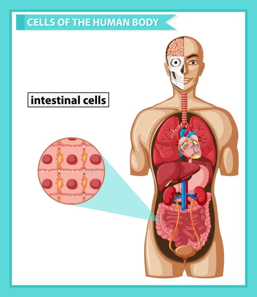 Ilmiah medis ilustrasi sel-sel usus manusia - Stok Vektor