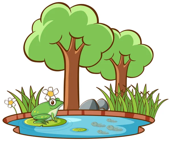 Isolated picture of frog by the pond — Stock Vector