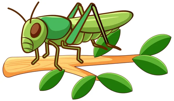 Green grasshopper on white background — Stock Vector
