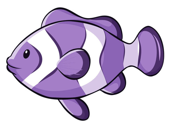 Пурпурная рыба-клоун на белом фоне
