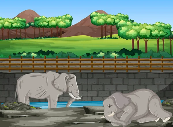Сцена с двумя слонами в зоопарке — стоковый вектор