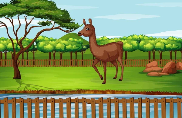 Scène avec alpaga au zoo — Image vectorielle