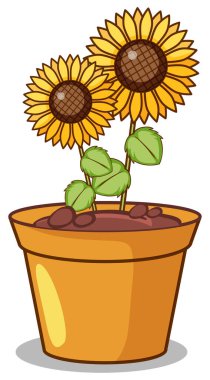 Ayçiçekleri kil çömlekte