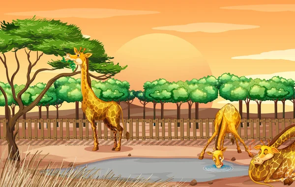 동물원에 세 마리의 기린 이 있는 장면 — 스톡 벡터