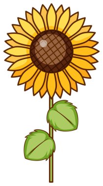 beyaz arkaplanda ayçiçeği