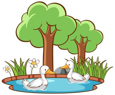 Göletteki iki ördeğin izole edilmiş resmi.