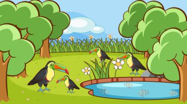 Parkta Toucan kuşlarının olduğu sahne