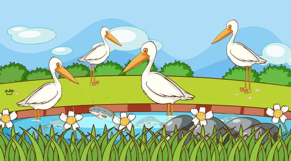 Escena con aves pelícanas en el río — Vector de stock