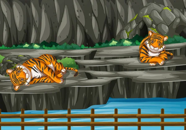 Szene mit zwei Tigern im Zoo — Stockvektor
