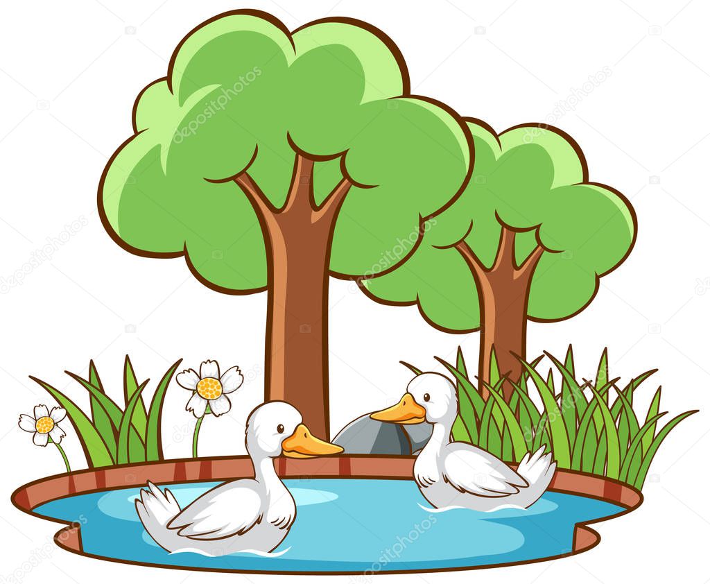 Isolated picture of two ducks in the pond