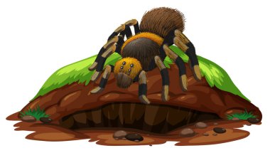 Kaya üzerinde tarantula örümceği olan doğa sahnesi