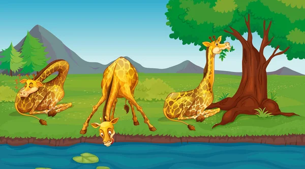 Scena con giraffe acqua potabile dal fiume — Vettoriale Stock