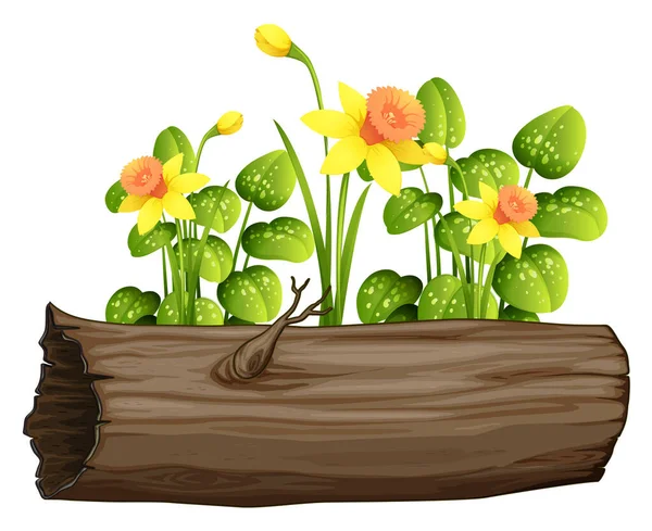 Yellow daffodil flowers and log on white background — Stock Vector