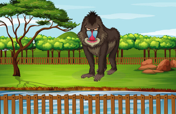 Scene with big baboon in the zoo
