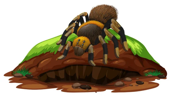 Scène nature avec tarentule araignée sur rocher — Image vectorielle
