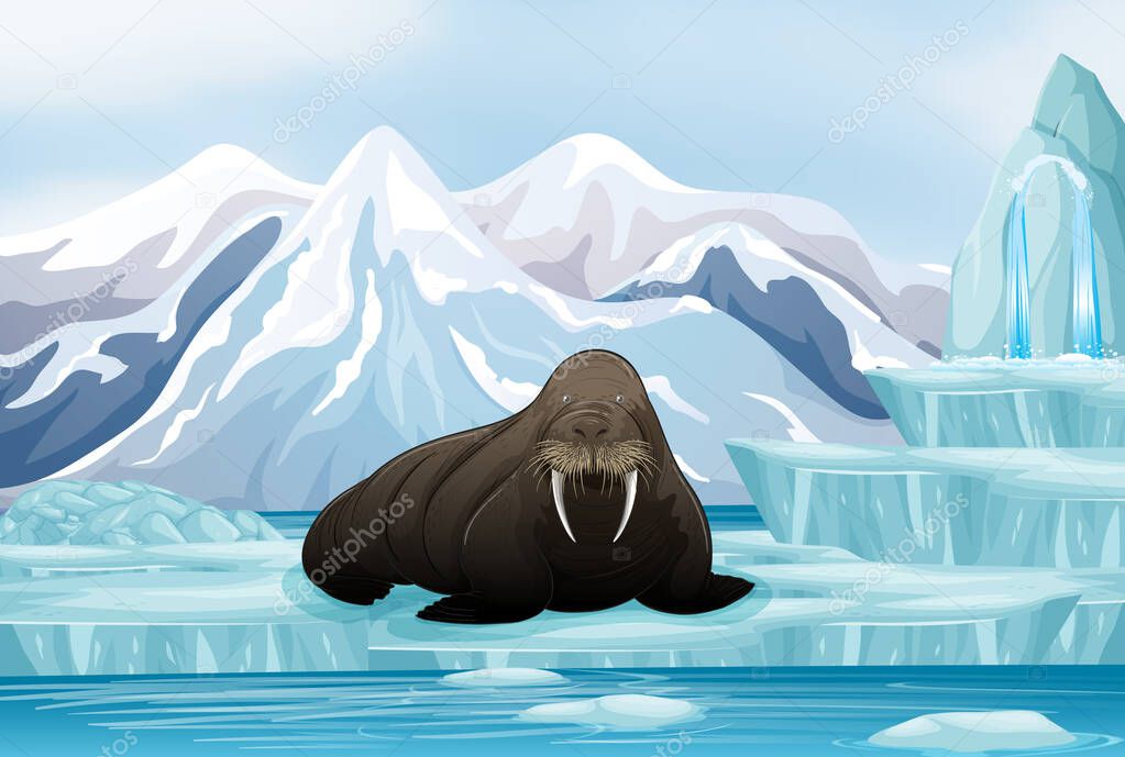 Scene with big walrus on ice
