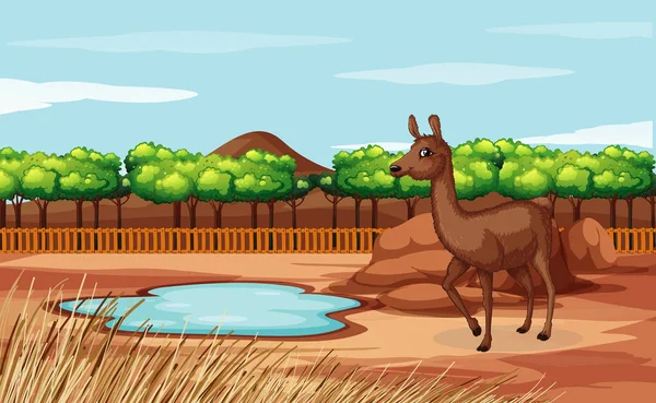 Scene with alpaca in open zoo — ストックベクタ