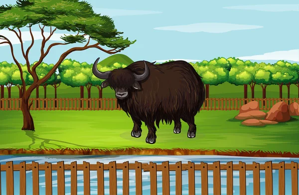 Buffalo em pé no zoológico — Vetor de Stock