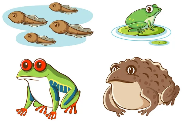 Isolated picture of tadpoles and frogs — Stock Vector