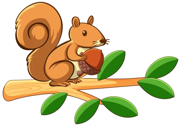 Squirrel on white background — Stock Vector