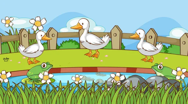 Scéna s kachnami a žábami u rybníka — Stockový vektor