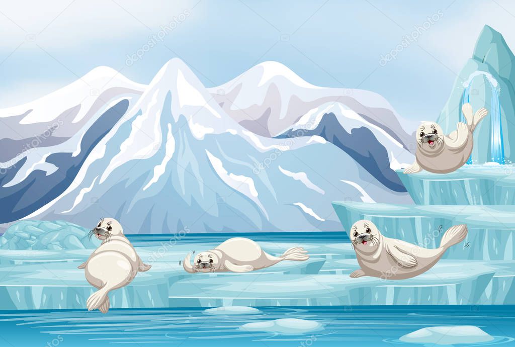 Scene with white seals on ice