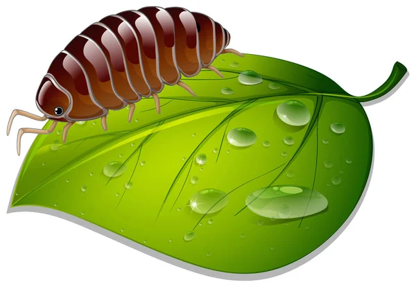 Insecte brun sur feuille verte sur fond blanc — Image vectorielle