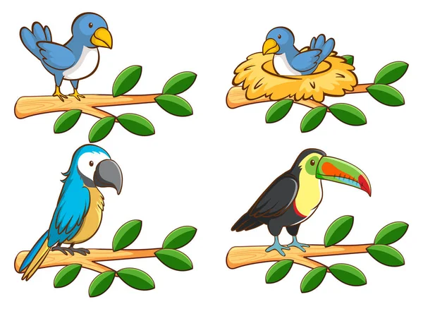 Quatre types d'oiseaux sur la branche — Image vectorielle