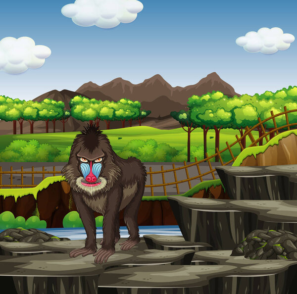 Scene with baboon in the zoo