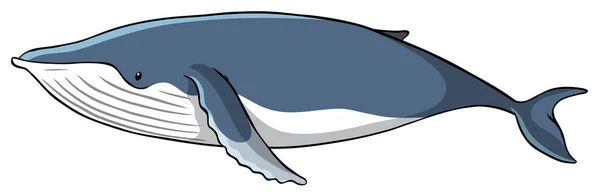 Blauwal auf weißem Hintergrund — Stockvektor