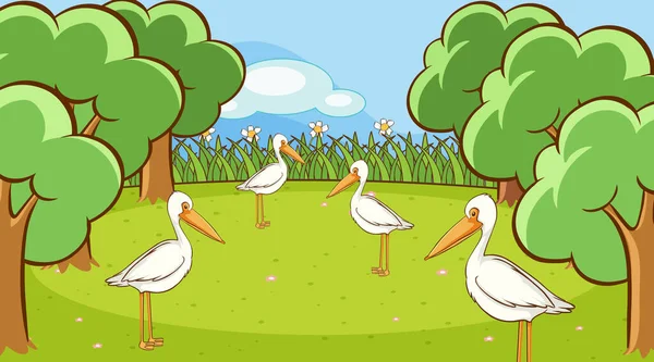 Scena z wieloma pelikanami w parku — Wektor stockowy