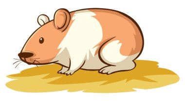 Beyaz arka planda şirin bir hamster.