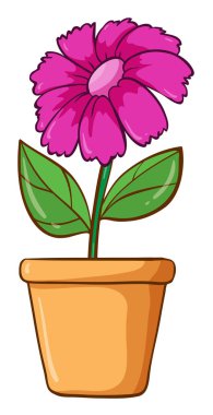 Pembe tek çiçek.