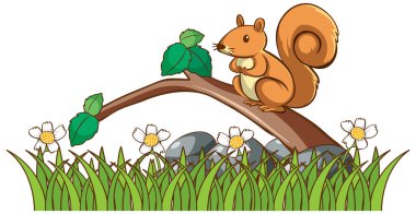 Isolated picture of squirrel in garden illustration