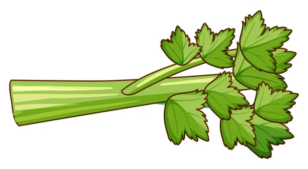 Selderie Plant Met Groene Bladeren Witte Achtergrond Illustratie — Stockvector