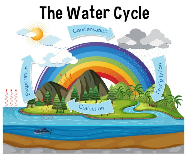 Диаграмма Показывающая Водный Цикл Иллюстрацией Осадков Океана — стоковый вектор
