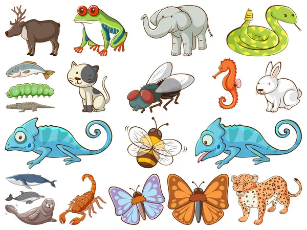 Большой Набор Иллюстраций Дикой Природы Многими Видами Животных — стоковый вектор