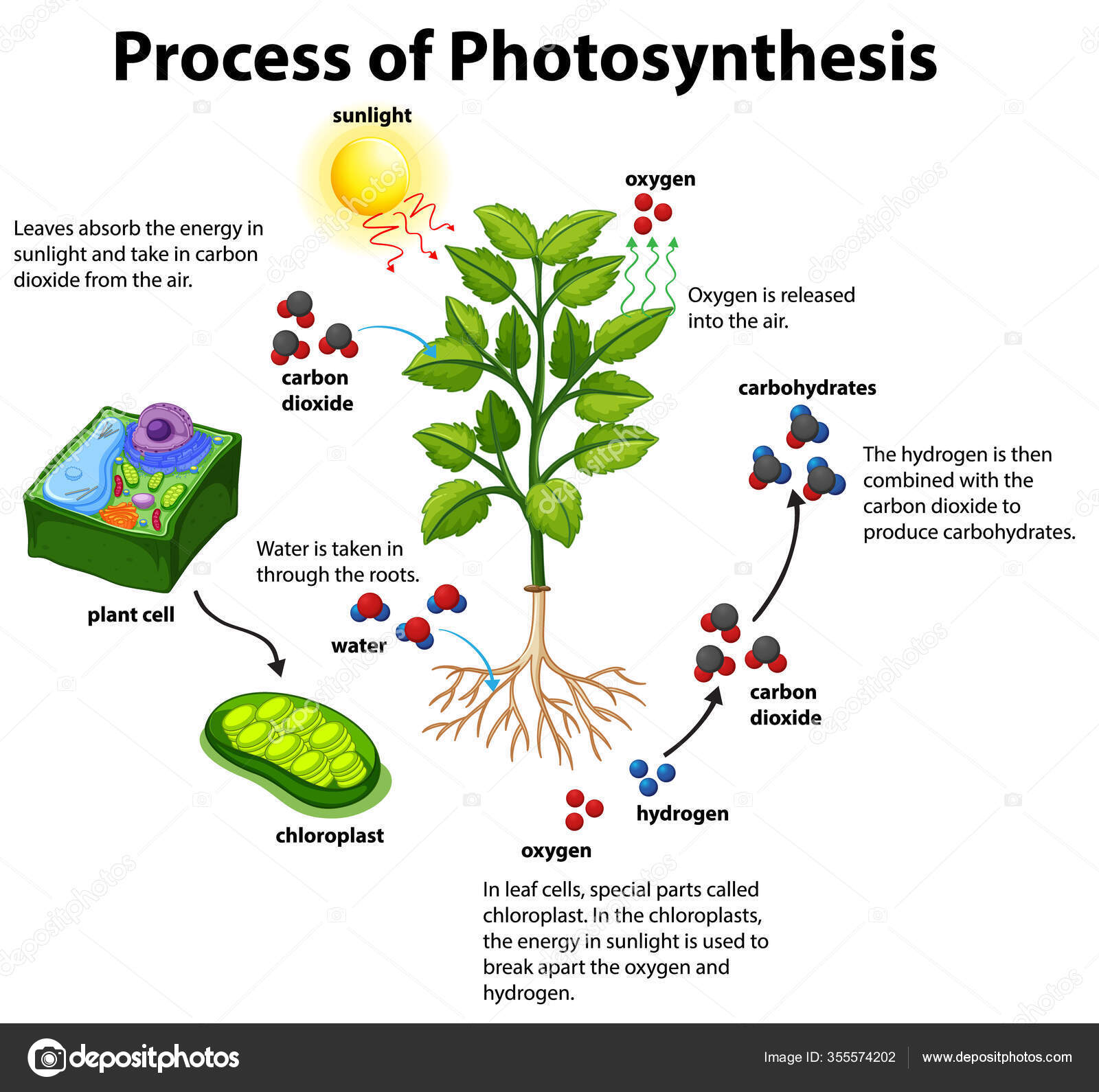 detailed-photosynthesis-diagram