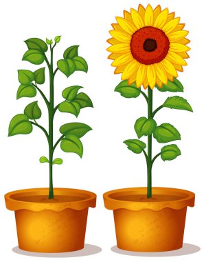 Yeşil yapraklı ve çiçekli iki saksı bitkisi.