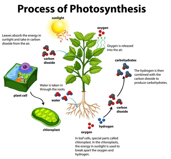 Diagram Zobrazující Proces Fotosyntézy Ilustrací Rostlin Buněk — Stockový vektor