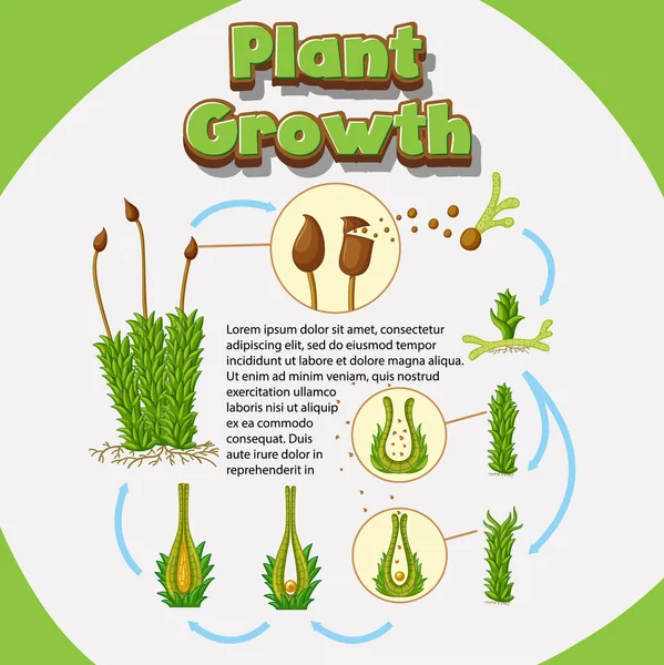種子のイラストから植物がどのように成長するかを示す図 — ストックベクタ
