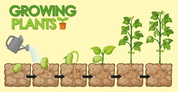 Diagram showing how plants grow from seed to beans illustration — Stock Illustration Diagram Showing How Plants Grow Seed Beans Illustration Vector Graphics
