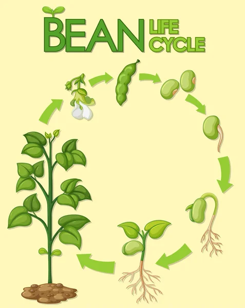 Diagram showing how plants grow from seed to beans illustration — Stock Illustration Diagram Showing How Plants Grow Seed Beans Illustration Royalty Free Stock Illustrations