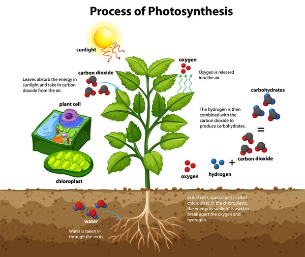 Diagrama Mostrando Processo Fotossíntese Com Planta Células Ilustração — Vetor de Stock